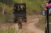 Bandipur Tiger Reserve Alcohol Incident: RFO Suspended for Dereliction of Duty