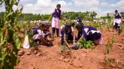BDA plants lakhs of saplings in world record attempt; CM urges schools to adopt neighbourhoods
