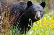 Bear Injures 4 in Japan Residential Area as Attacks Rise