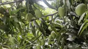 Bengaluru's Backyard Mango Economy: Sharing Fruit Outlasts Instant-Delivery Boom