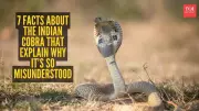 Beyond the Hood: Surprising Facts About the Indian Cobra