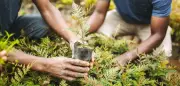 BJP Plans to Plant 1 Crore Saplings in Assam on World Environment Day