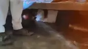 BJP Shares Video of TMC Leader Hiding Under Bed to Escape Angry Locals