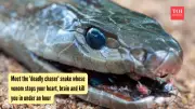 Black Mamba: Separating Myth from Reality About Africa's Most Feared Snake