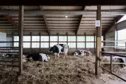 Buffalo Dies as Dairy Farm Roof Collapses in Mansa Due to High Winds