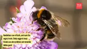 Bumblebees Can Solve Problems Without Training, Study Finds