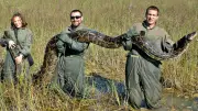 Burmese Pythons in Florida Accidentally Spread Seeds, Study Finds