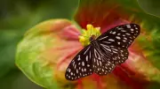 Butterfly Migration: Wanderlust on Wings in Bengaluru