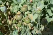 Canada border agency reveals 520.6 kg opium seized 6 months ago