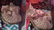 Cat sleeps on Lord Krishna's bed, owner's plea goes viral