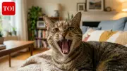Cat's Secret Double Life Revealed by TikTok Owner's Viral Story