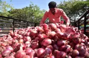 Centre eases onion procurement norms; Nashik farmers skeptical