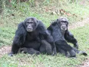 Chimpanzee Civil War in Uganda Sheds Light on Animal Fission Events