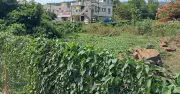 Chitradurga Layouts Sink Under Garbage and Stray Animal Menace