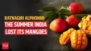 Climate Change Threatens India's Alphonso Mango Harvest and Exports