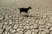 Climate Hazards Hit 78% of Rural Indian Elders, Report Reveals