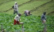 Coastal Andhra districts more vulnerable to climate variability than Rayalaseema: Study