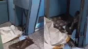 Cobra Found in Train Coach at Gwalior Station, Safely Removed