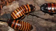 Cockroach Genomes Reveal Thousands of Bacterial DNA Fragments, Study Finds