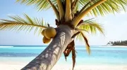 Coconut Palm: The Tree of a Thousand Uses and Its Global Impact