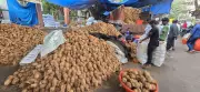 Coconut Prices Crash by Half in Mysuru, Growers in Distress