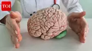 Cognitive Decline Not Inevitable: Study Shows Brain Can Improve at Any Age