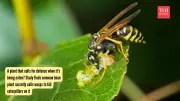 Common Bean Plant Calls Wasps for Help Against Caterpillar Pests