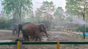 Cooling Measures for Rehabilitating Elephants in Trichy Heat