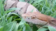 Copperhead Snake Activity Rises Across Georgia as Summer Heat Intensifies
