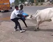 Cow with head stuck in plastic drum rescued by two Gujarat locals