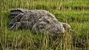 Crocodiles Can Climb Trees: Scientific Study Reveals Surprising Behavior