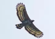 Crowned and Harpy Eagles: Expert Monkey Hunters of Rainforest Canopies