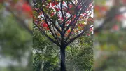 Cubbon Park Book Explores City's Green Heart Through Citizens' Eyes