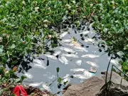 Dead Fish Found in Kolhapur's Rankala Lake; Activists Blame Pollution