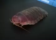Deep-Sea Isopods Survive 5 Years Without Food Using Genetic and Anatomical Adaptations