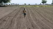 Deficit Rain Threatens Agriculture in Karnataka's Navalgund Region