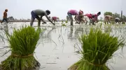 Delayed Rains Threaten Kharif Sowing; 111 Districts Vulnerable: Minister