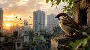 Disappearing Sparrows: Modern Cities Push Birds Out, But Hope Remains