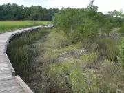Drone Lasers Reveal Ancient Shell Bead-Making Settlement on Florida Island