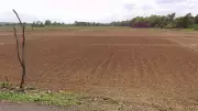 Dry Spell Hits Sirsi Paddy Farmers as Monsoon Delays