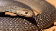 Eastern Brown Snake's Favorite Hiding Places Around Homes and Gardens