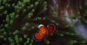Ecologist's Deep-Sea Diving Notes Reveal Ocean's Fragile Beauty