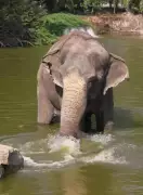Efforts to Return Elephant Mahadevi to Kolhapur Math Gain Momentum