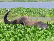 Elephant Calf Deaths Rise to Nine in Chhattisgarh's Raigarh District This Year