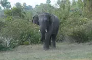 Elephant drags cow from shed, tramples it to death in Jhargram village