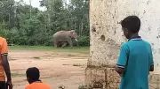 Elephant Enters School in Karnataka's Hassan, Task Force Drives It Away