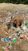 Elephant Scavenges at Plastic Waste Dump During Pilgrim Influx at MM Hills