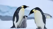 Emperor Penguins' Incredible Winter Survival Strategy in Antarctica Revealed