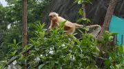 Endangered Golden Langurs Released into Assam National Park After Rescue