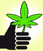 Ernakulam Rural Police Seize 4kg Ganja, MDMA in Op Toofan